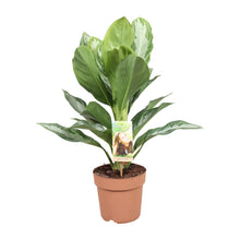 Kamerplant - Aglaonema Silver Bay - Pot Ø 17cm Hoogte ↕ 55cm