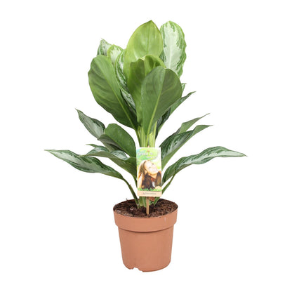Kamerplant - Aglaonema Silver Bay - Pot Ø 17cm Hoogte ↕ 55cm