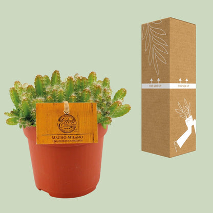 Kamerplant - Hylocereus Undatus - Pot Ø 11cm Hoogte ↕ 15cm