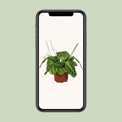 Kamerplant - Maranta Leuconeura Fascinator Lemon Lime - Pot Ø 12cm Hoogte ↕ 30cm