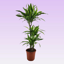 Kamerplant - Dracaena Lemon Lime - Pot Ø 21cm Hoogte ↕ 105cm