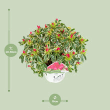 Buitenplant - Rhododendron 'Bollywood' - Bloeiend - Pot Ø 19cm Hoogte ↕ 30cm