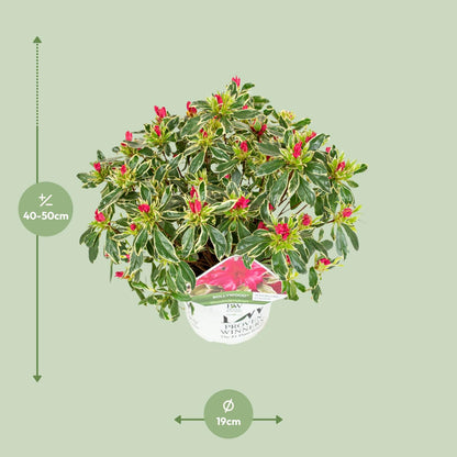 Buitenplant - Rhododendron 'Bollywood' - Bloeiend - Pot Ø 19cm Hoogte ↕ 30cm