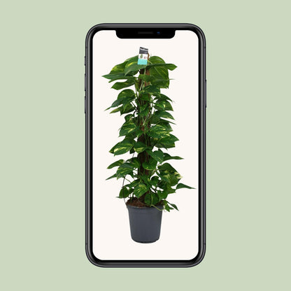 XL Kamerplant - Scindapsus (Epipremnum) - Pot Ø 24cm Hoogte ↕ 120cm