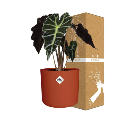 Kamerplant - Alocasia 'Polly' - Pot Ø 14cm
