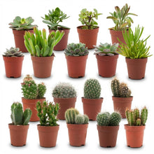 Kamerplant 18x Mini Cactus & Succulenten Mix - Pot Ø 5,5cm Hoogte ↕ 5-10cm