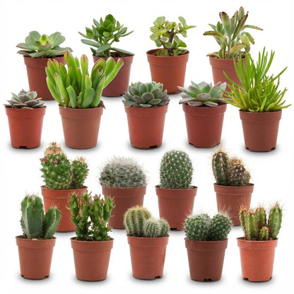 Kamerplant 18x Mini Cactus & Succulenten Mix - Pot Ø 5,5cm Hoogte ↕ 5-10cm