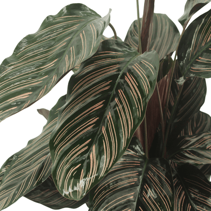 Kamerplant 2x Calathea Ornata - Pauwenplant - Pot Ø 14cm Hoogte ↕ 50cm