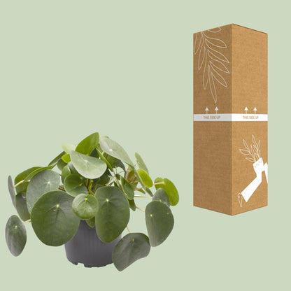 Kamerplant - Pilea Peperomioides - Pot Ø 12cm Hoogte ↕ 20cm