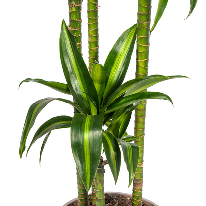 XL kamerplant - Dracaena Deremensis 'Hawaiian Sunshine' - Luchtzuiverend - Pot Ø 27cm Hoogte ↕ 170-190cm