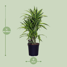 Kamerplant - Dracaena Fragrans 'Lemon Lime' - Pot Ø 24cm Hoogte ↕ 100cm