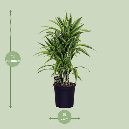 Kamerplant - Dracaena Fragrans 'Lemon Lime' - Pot Ø 24cm Hoogte ↕ 100cm