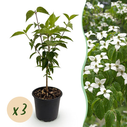 Buitenplant 3x Cornus kousa chinensis - Bloeiend - Pot Ø 12cm Hoogte ↕ 35cm