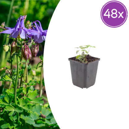Buitenplant 48x Aquilegia vulgaris - Bloeiend - Pot Ø 9cm Hoogte ↕ 10-25cm