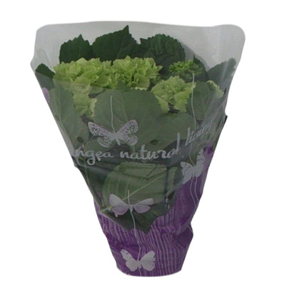 Buitenplant - Hydrangea Wit - Bloeiend - Pot Ø 14cm Hoogte ↕ 35cm