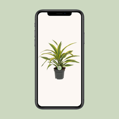 Kamerplant - Dracaena Fragrans Lemon Lime - Pot Ø 17cm Hoogte ↕ 40cm