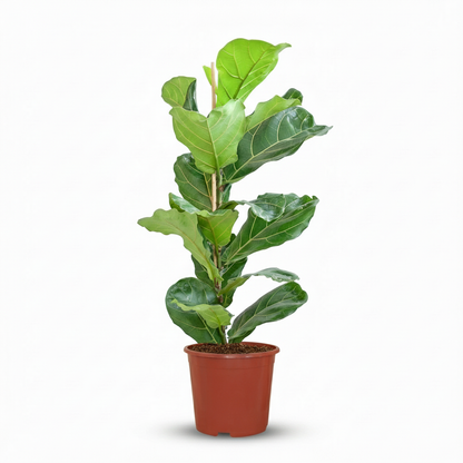 Kamerplant - Ficus Lyrata (Vioolbladplant) - Pot Ø 21cm Hoogte ↕ 75-85cm