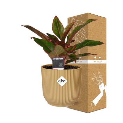 Kamerplant - Aglaonema Crete - Pot Ø 14cm