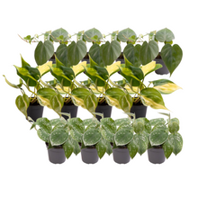 Kamerplant 12x Philodendron Scandens Mix