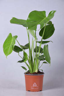 Kamerplant - Monstera Deliciosa - Pot Ø 17cm Hoogte ↕ 60cm