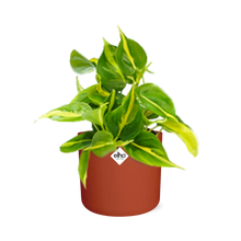 Kamerplant - Philodendron Scandens 'Brasil' - Incl. sierpot - Pot Ø 14cm