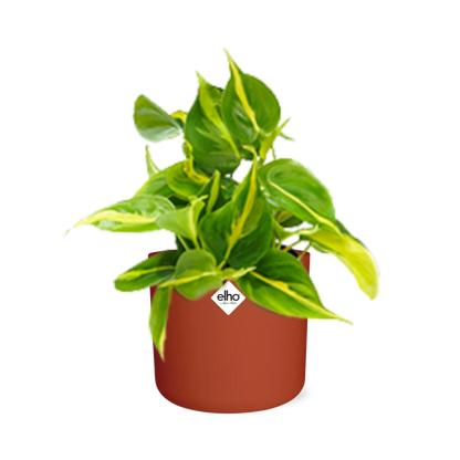 Kamerplant - Philodendron Scandens 'Brasil' - Incl. sierpot - Pot Ø 14cm