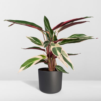 Kamerplant - Calathea Triostar (Pauwenplant) - Pot Ø 19cm Hoogte ↕ 70cm