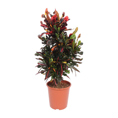 Kamerplant - Codiaeum Variegatum Mammi - Pot Ø 27cm Hoogte ↕ 100cm