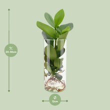 Kamerplant - Clusia In Cylinder Glas - Pot Ø 12cm Hoogte ↕ 30cm
