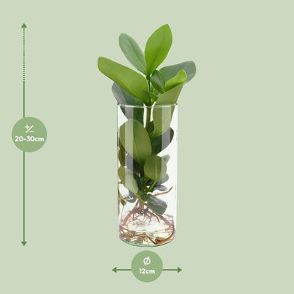 Kamerplant - Clusia In Cylinder Glas - Pot Ø 12cm Hoogte ↕ 30cm