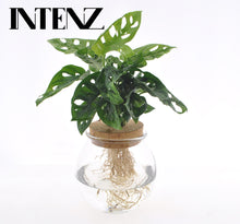 Kamerplant - Monstera Adansonii in Bolglas met Kurk - Pot Ø 12cm Hoogte ↕ 25cm