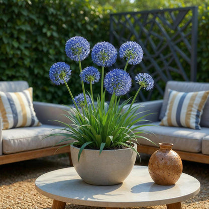 Buitenplant 40x Allium Caeruleum - Bloeiend - Bolmaat 4/5
