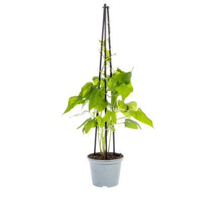 Buitenplant 4x Ipomoea Tricolor Heavenly Blue - Klimplant - Pot Ø 13cm Hoogte ↕ 60cm