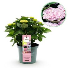 Buitenplant - Hydrangea Magical Revolution Pink - Pot Ø 23cm Hoogte ↕ 55cm