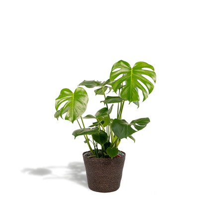 Kamerplant - Monstera Deliciosa - Pot Ø 21cm Hoogte ↕ 80cm