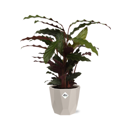 Kamerplant - Calathea Rufibarba 'Tropistar' - Pot Ø 14cm