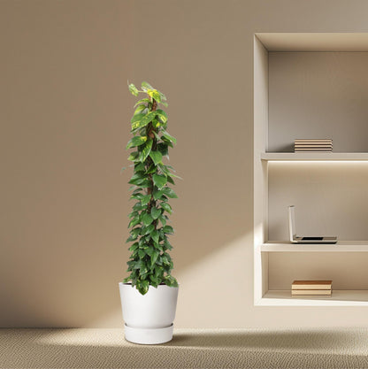 XL Kamerplant - Epipremnum Aureum op mosstok - Luchtzuiverend - Pot Ø 34cm Hoogte ↕ 180cm