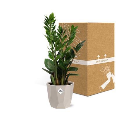 Kamerplant - Zamioculcas - Pot Ø 14cm Hoogte ↕ 45-50cm