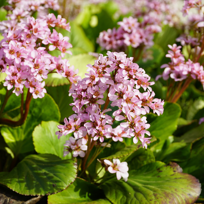 Buitenplant 48x Bergenia cordifolia - Bloeiend - Pot Ø 9cm Hoogte ↕ 10-25cm