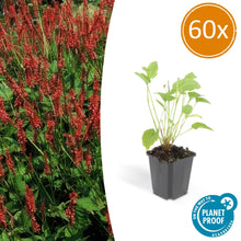 Buitenplant 60x Persicaria amplexicaulis - Pot Ø 9cm Hoogte ↕ 10-25cm