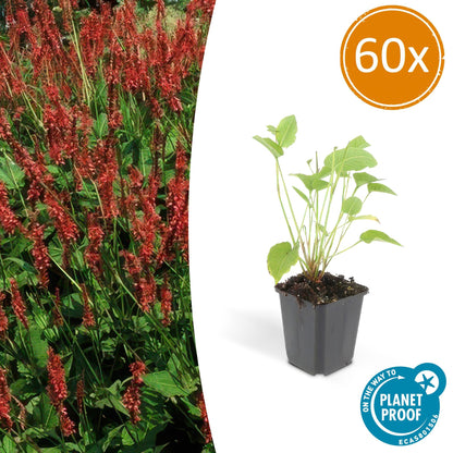 Buitenplant 60x Persicaria amplexicaulis - Pot Ø 9cm Hoogte ↕ 10-25cm