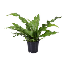 Kamerplant - Microsorum Diversifolium - Pot Ø 17cm Hoogte ↕ 45cm