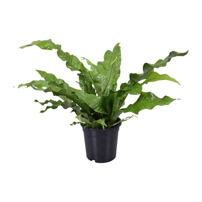 Kamerplant - Microsorum Diversifolium - Pot Ø 17cm Hoogte ↕ 45cm