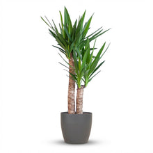 Kamerplant - Yucca Elephantipes - Inclusief sierpot zwart - Pot Ø 21cm Hoogte ↕ 90cm
