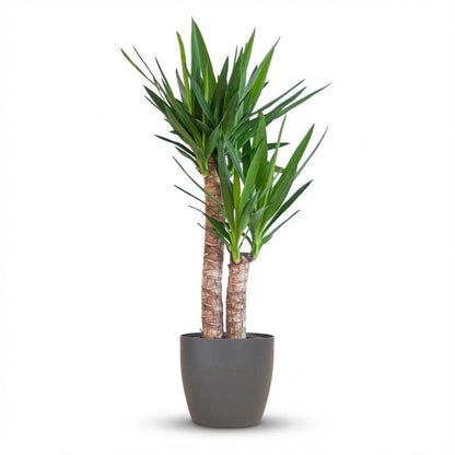 Kamerplant - Yucca Elephantipes - Inclusief sierpot zwart - Pot Ø 21cm Hoogte ↕ 90cm