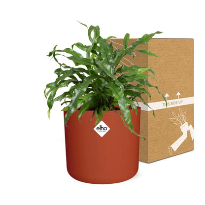 Kamerplant - Microsorum Diversifolium - Pot Ø 14cm