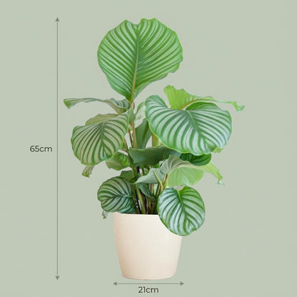 Kamerplant - Calathea Orbifolia met sierpot wit - Pot Ø 21cm Hoogte ↕ 65cm
