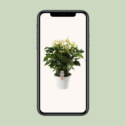 Kamerplant - Anthurium White Champion - Pot Ø 21cm Hoogte ↕ 65cm