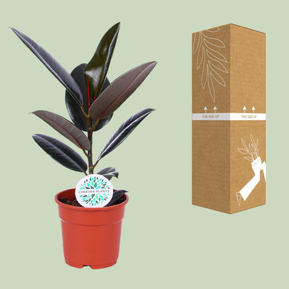 Kamerplant - Ficus Elastica Abidjan - Pot Ø 17cm Hoogte ↕ 55cm