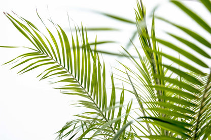 XL kamerplant - Phoenix Roebelenii op stam - Hoogte ↕ 210cm